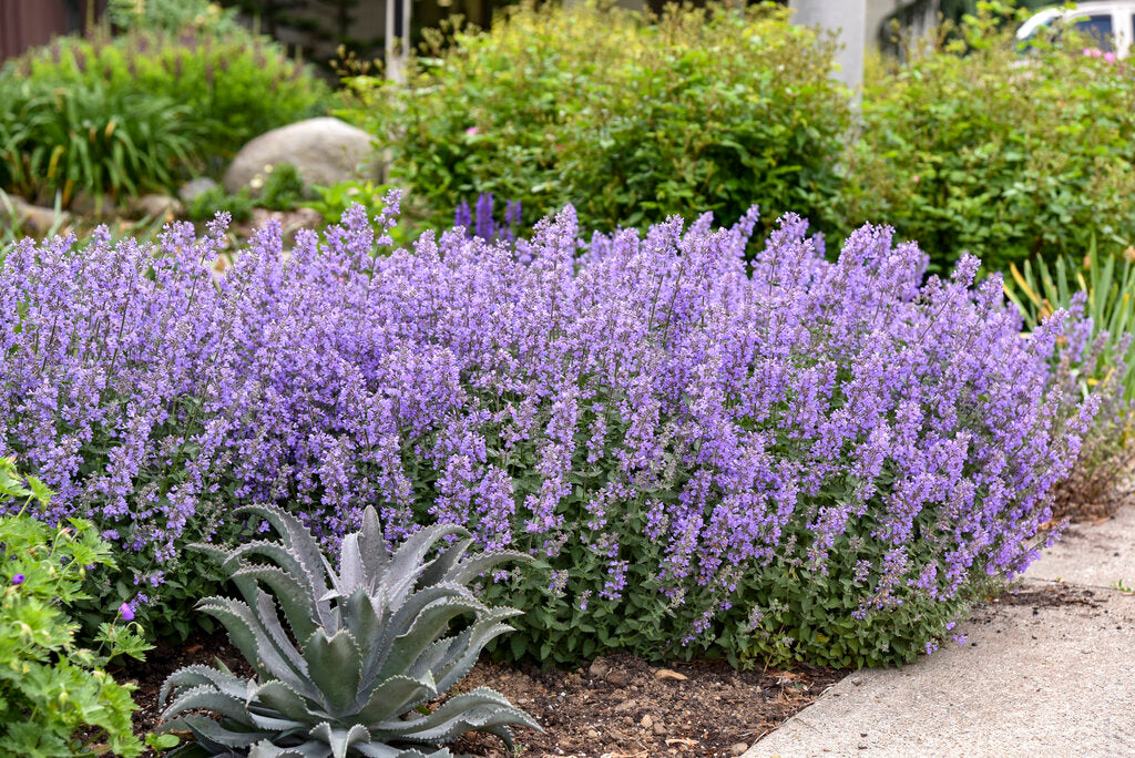 Lila Catmint Blumensamen zur Aussaat sonnenliebend Traditionssorte & ohne Gentechnik Samen Hausgarten