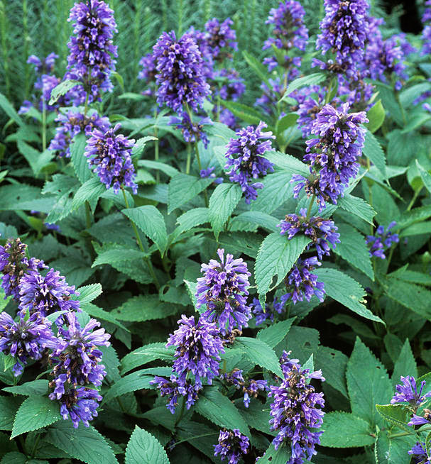 Traditionssorte Nepeta Blumensamen zur Aussaat duftend Blüten Traditionssorte & ohne Gentechnik Samen Hausgarten