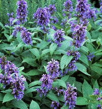 Traditionssorte Nepeta Blumensamen zur Aussaat duftend Blüten Traditionssorte & ohne Gentechnik Samen Hausgarten