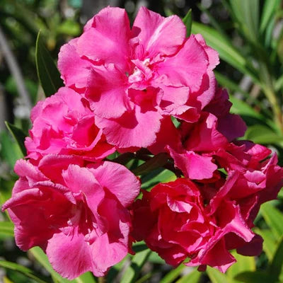 Nerium Blumensamen zur Aussaat leuchtend Traditionssorte & ohne Gentechnik Samen Hausgarten