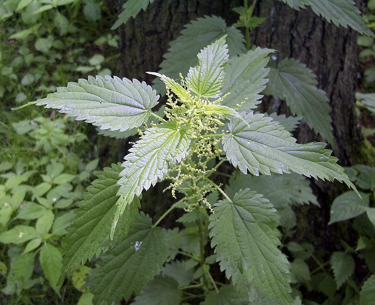 Small Green Blumen of Stinging Nettle Urtica Dioica