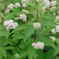 White New Jersey Tea Shrub Attracting Hummingbirds in Garten