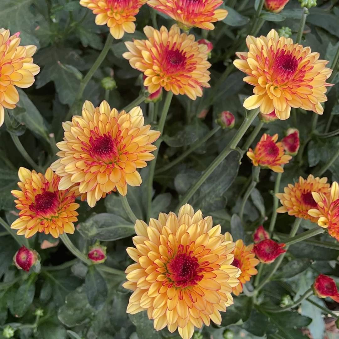 Orange Rot Chrysantheme Blumensamen zur Aussaat Schnitt Blume beliebt Traditionssorte & ohne Gentechnik Samen Hausgarten