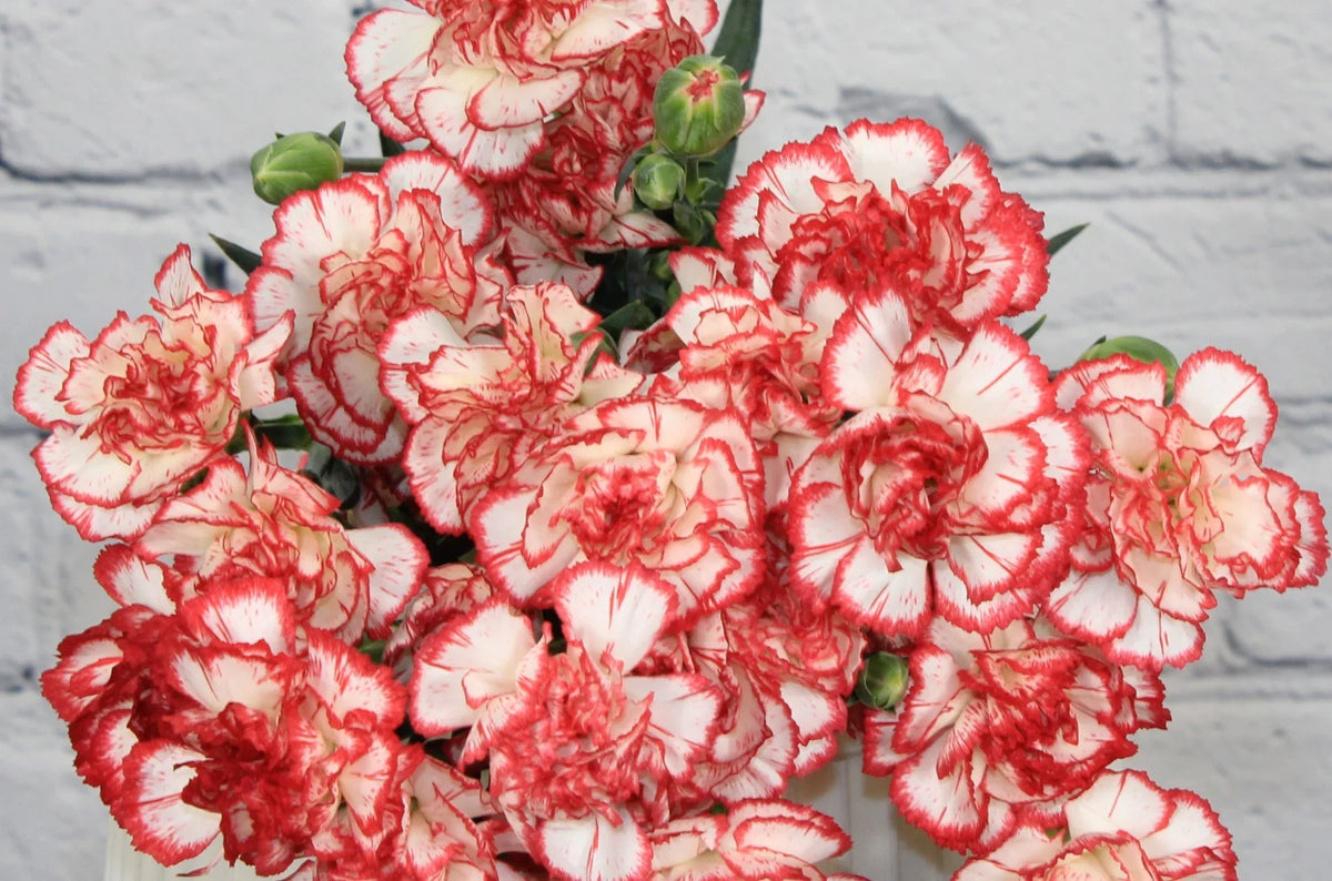 Rot (rot weiß) samen for anpflanzung in home garten