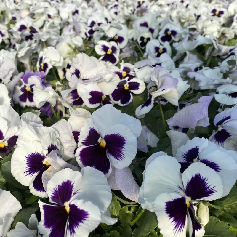 Weiß Schwarz Stiefmütterchen Blumensamen zur Aussaat robust Sorte Traditionssorte & ohne Gentechnik Samen Hausgarten
