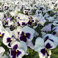 Weiß Schwarz Stiefmütterchen Blumensamen zur Aussaat robust Sorte Traditionssorte & ohne Gentechnik Samen Hausgarten