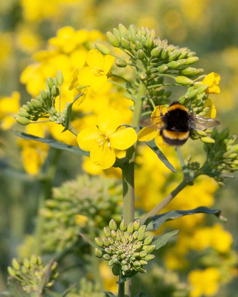 Semi di colza gialla da seminare per abbellire il giardino