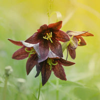 Chocolate Lilly Blumensamen zur Aussaat – Anzucht – Traditionssorte & ohne Gentechnik Samen Hausgarten