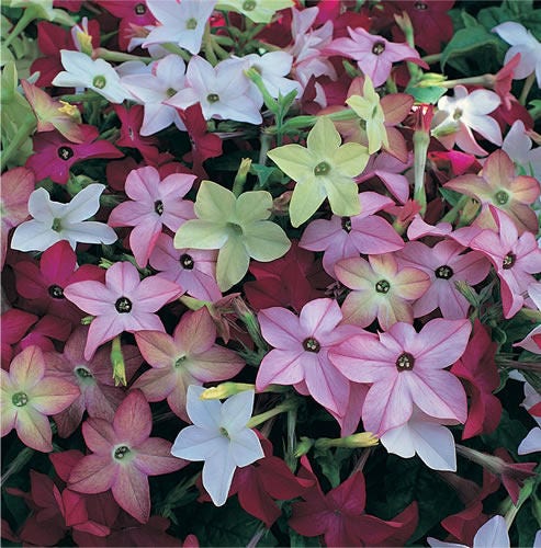 Nicotiana Blume Samen – Heirloom Mixed Colors Ornamental Variety