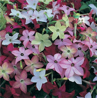 Nicotiana Blume Samen – Heirloom Mixed Colors Ornamental Variety