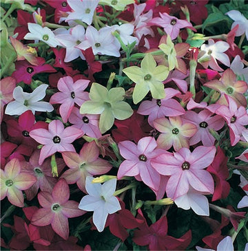 Nicotiana Blume Samen – Heirloom Mixed Colors Ornamental Variety