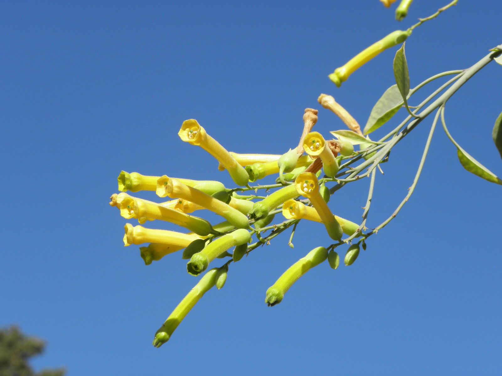 Nicotiana glauca Anbau in full sun Garten bed