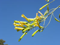 Nicotiana glauca Anbau in full sun Garten bed