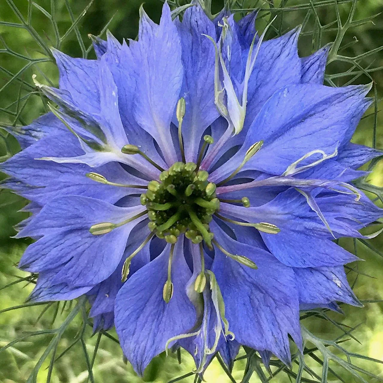 Gemischt Nigella Damascena Samen Anzucht Blumensamen