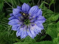 Nigella damascena blume samen for anpflanzung