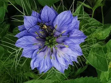 Nigella damascena blume samen for anpflanzung