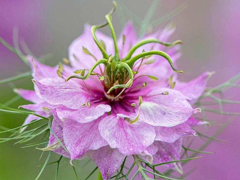 Nigella damascena rosa blume samen for anpflanzung