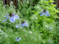 Aromatic black Samen harvested from Nigella Sativa Pflanzen