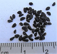 Nigella Sativa Samen producing black cumin aromatic Pflanzen