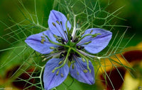 Feathery green foliage from Nigella Sativa Samen in US gardens