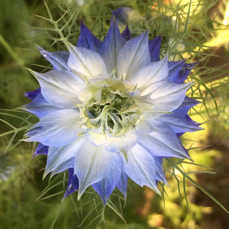 Gemischt Nigella Damascena Samen Anzucht Blumensamen