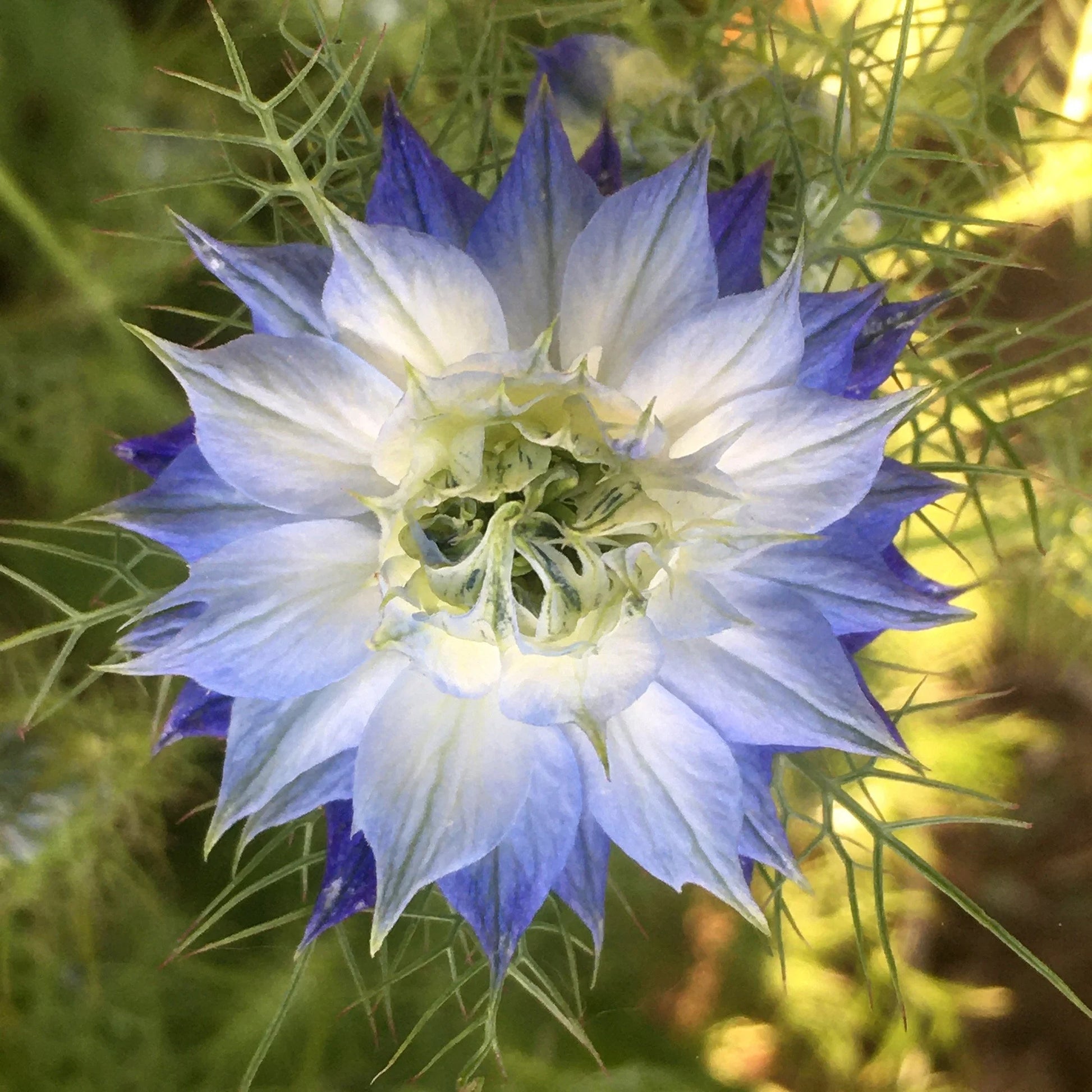 Rosa Nigella Damascena Samen zur Aussaat – einjährige Blume Samen Frühling Gardening