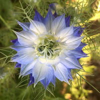 Rosa Nigella Damascena Samen zur Aussaat – einjährige Blume Samen Frühling Gardening