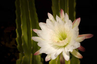 Potted rot epiphyllum oxypetalum cactus pflanze