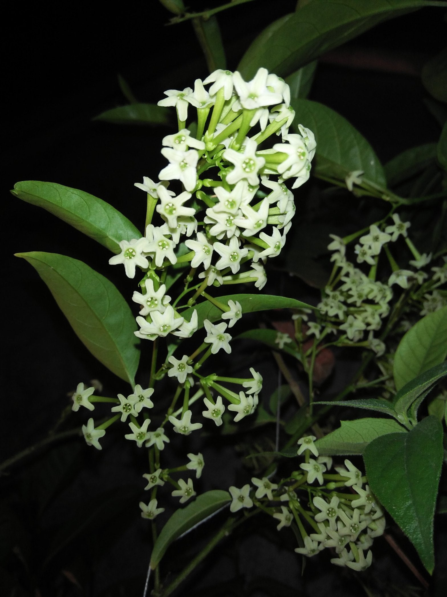 Queen the Night or Cestrum nocturnum Blumensamen zur Aussaat – Anzucht – Traditionssorte & ohne Gentechnik Samen Hausgarten