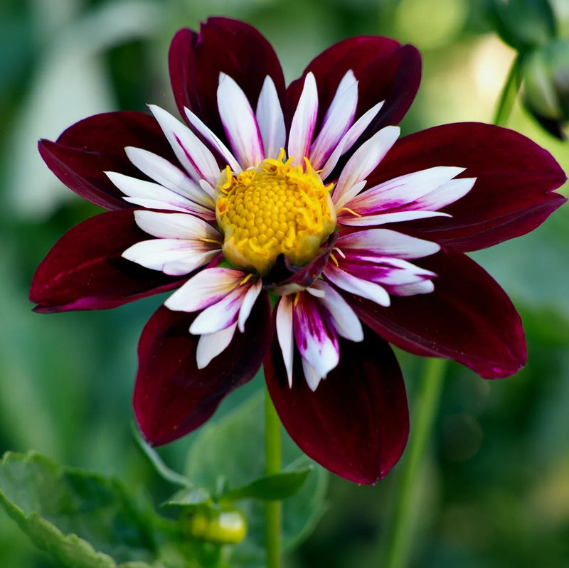 Night butterfly dahlia samen for anpflanzung