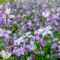 Night scented stock samen für home gardens