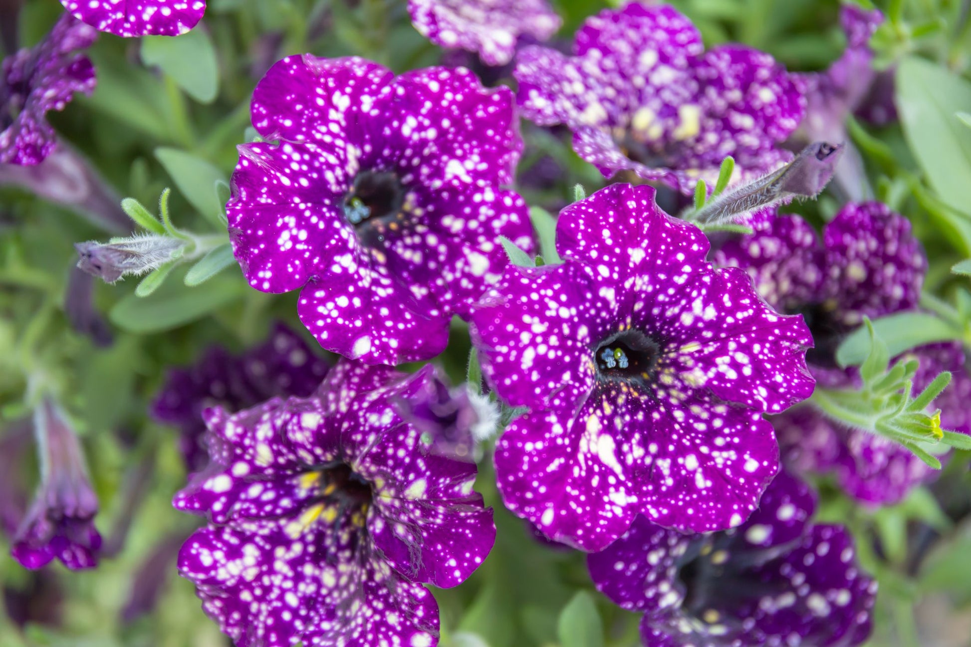 dunkel Violett Starry Petunie Blumensamen zur Aussaat Traditionssorte ohne Gentechnik Samen Garten Blüten