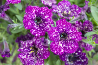 dunkel Violett Starry Petunie Blumensamen zur Aussaat Traditionssorte ohne Gentechnik Samen Garten Blüten