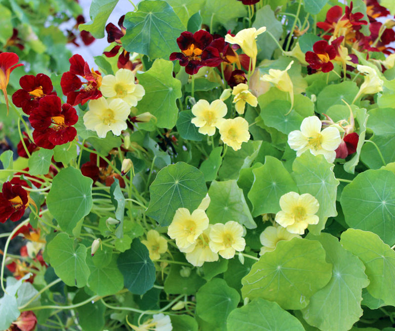 Night und Day Mischung Kapuzinerkresse Re-Seeding einjährig Samen ausdrucksstark – farbenfroh Gartenblumen
