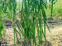 Organic Moringa Oleifera Samen zum Pflanzen