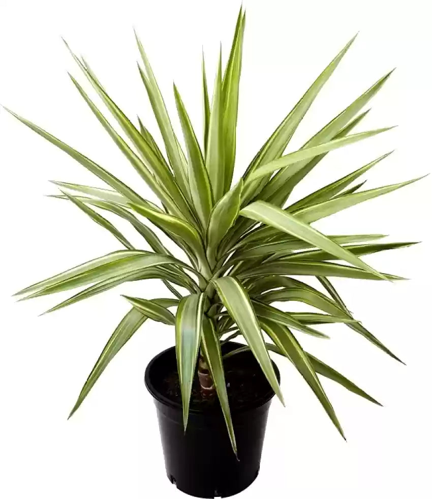 Grün dracaena palm blume samen for anpflanzung - bright blooms, heirloom & gmo free samen for home garten
 
 sale samen for home garten