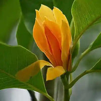 Chempaca Blumensamen zur Aussaat – duftend Blüten – Traditionssorte & ohne Gentechnik Samen Hausgarten
