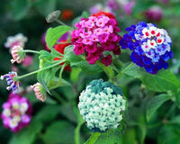 Wandelröschen Blumensamen zur Aussaat Anzucht Traditionssorte & ohne Gentechnik Samen Hausgarten