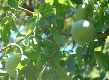 kaufen green aegle marmelos pflanze samen pflanzung Stück, 100 Stück