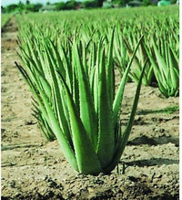 Grün Aloe Vera zur Aussaat Garten beliebt Traditionssorte & ohne Gentechnik Samen Hausgarten