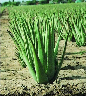 Grün Aloe Vera zur Aussaat Garten beliebt Traditionssorte & ohne Gentechnik Samen Hausgarten