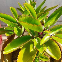 Flammendes Käthchen Pinnata Blumensamen zur Aussaat Bestäuber freundlich Traditionssorte & ohne Gentechnik Samen Hausgarten
