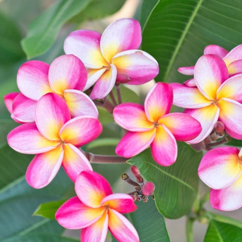 Rosa Grün Flamingoblume Blumensamen zur Aussaat – saisonal Dauerblüher Traditionssorte & ohne Gentechnik Samen Hausgarten