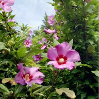 Rose (rose of) samen for anpflanzung in home garten