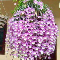 Dendrobium Aphyllum Blumensamen zur Aussaat lang Blüte Saison Traditionssorte & ohne Gentechnik Samen Hausgarten