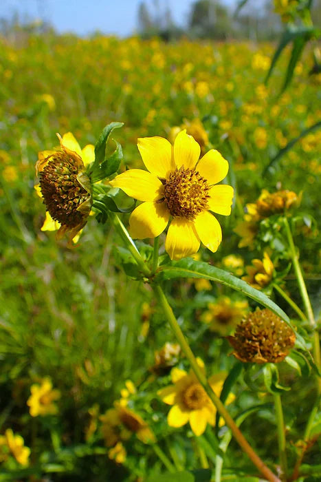 Bidens Cernua Blumensamen zur Aussaat Schnitt Blume beliebt Traditionssorte & ohne Gentechnik Samen Hausgarten