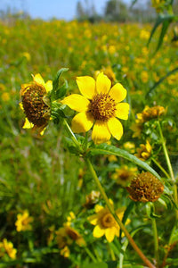 Bidens Cernua Blumensamen zur Aussaat Schnitt Blume beliebt Traditionssorte & ohne Gentechnik Samen Hausgarten