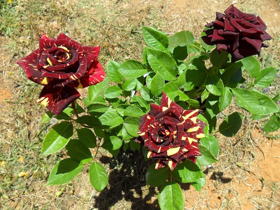 Non-gmo abracadabra blume samen for gardening
