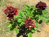 Non-gmo abracadabra blume samen for gardening