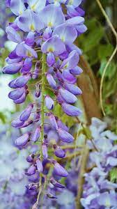 Non-gmo acacia violet samen for home gardening